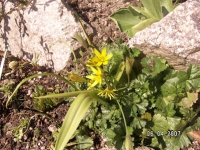 Wiesen-Gelbstern